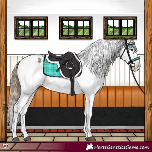Horse Color:Grullo Splash Snowflake Varnish