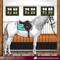 Horse Color:Grullo Splash Snowflake Varnish 