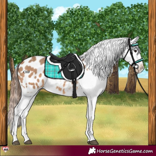 Horse Color:Bay Dun Appaloosa