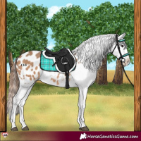 Horse Color:Bay Dun Appaloosa 