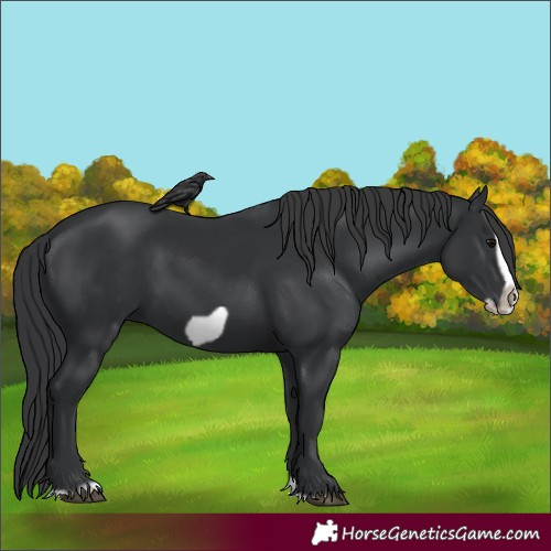 Horse Color:Unknown 