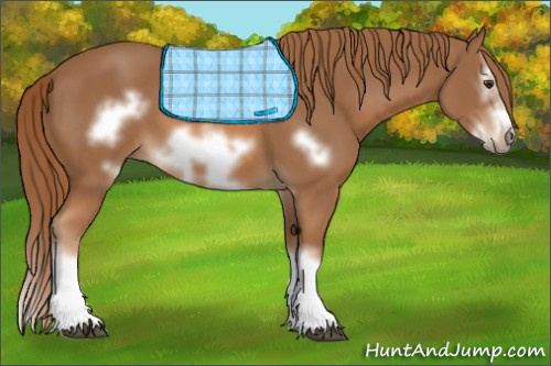Horse Color:Unknown 