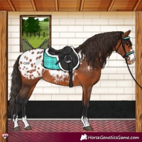 Horse Color:Bay Appaloosa Rabicano 