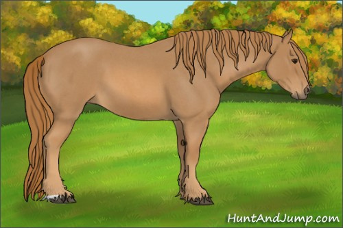 Horse Color:Red Roan