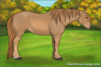 Horse Color:Red Roan