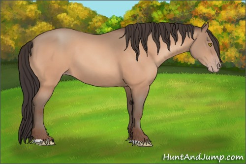 Horse Color:Amber Champagne