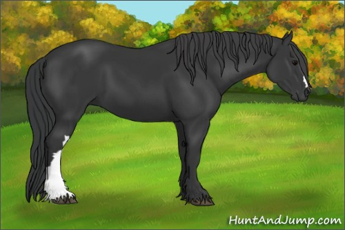 Horse Color:Black 