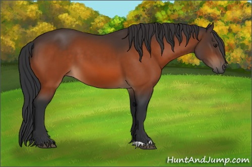 Horse Color:Brown 