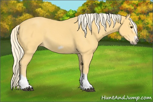 Horse Color:Palomino Splash Frame 