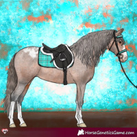 Horse Color:Bay Appaloosa Rabicano 