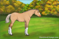 Horse Color:Silver Bay Dun 