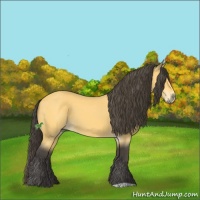 Horse Color:Buckskin 