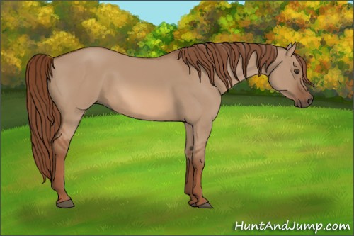 Horse Color:Red Dun