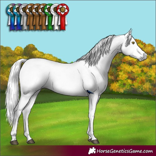 Horse Color:Gray Chestnut Appaloosa 