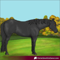 Horse Color:Black 