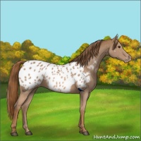 Horse Color:Chestnut Appaloosa