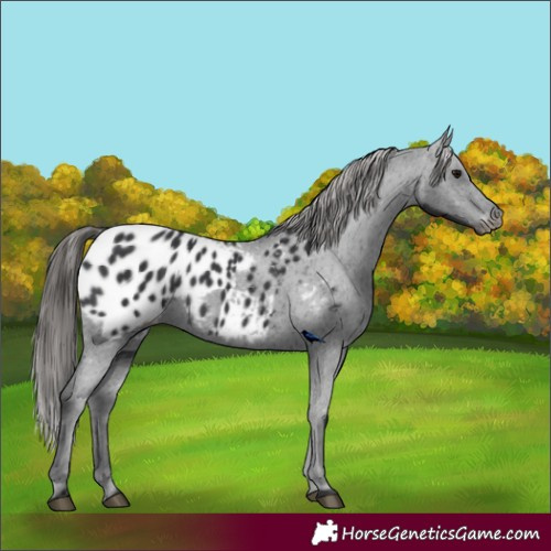 Horse Color:Black Appaloosa