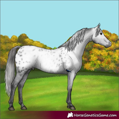 Horse Color:Gray Black Near Leopard