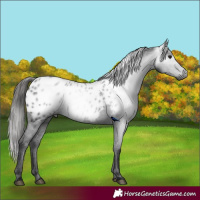 Horse Color:Gray Black Appaloosa