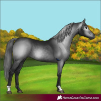 Horse Color:Gray Black 