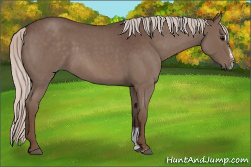 Horse Color:Silver Blue Roan Sabino 