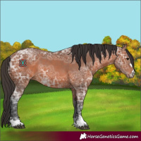 Horse Color:Bay Ice 