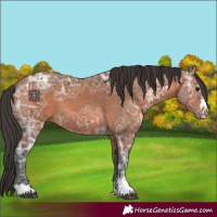 Horse Color:Bay Ice 