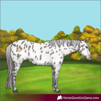 Horse Color:Grullo Sabino Near Leopard