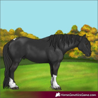 Horse Color:Liver Chestnut Tobiano 