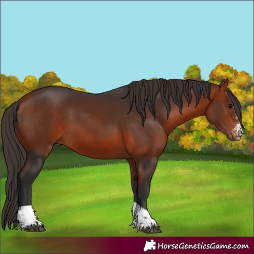 Horse Color:Bay Sabino Tobiano 