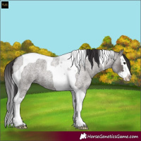 Horse Color:Smoky Grullo Roan Splash Tobiano