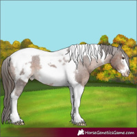 Horse Color:Liver Chestnut Tobiano Frame Appaloosa