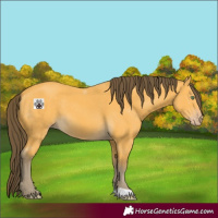 Horse Color:Amber Cream Champagne 