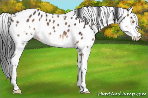 Horse Color:Brown Dun Sabino Appaloosa 