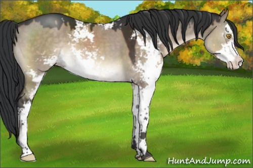 Horse Color:Brown Dun Sabino