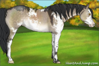 Horse Color:Brown Dun Sabino