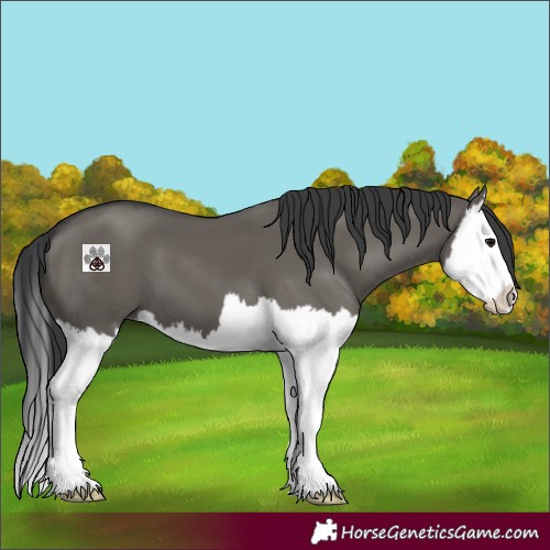 Horse Color:Grullo Splash 