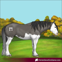 Horse Color:Grullo Splash 