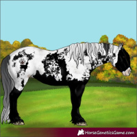 Horse Color:White Spotted Grullo Splash 