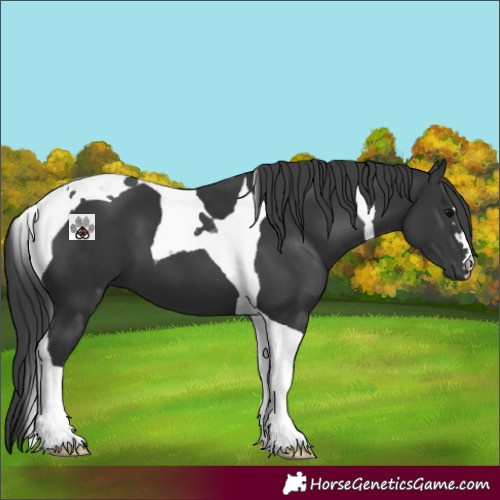 Horse Color:Black Tobiano 