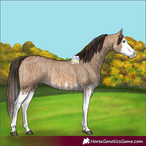 Horse Color:Red Dun Splash and Bay Dun Splash