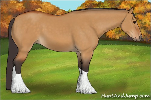 Horse Color:Buckskin Dun Tobiano 