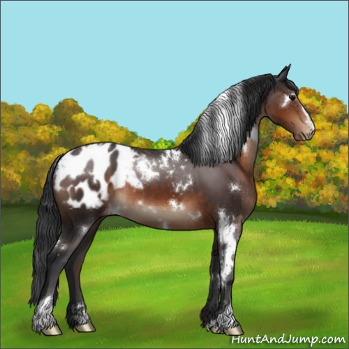 Horse Color:White Spotted Brown Sabino Appaloosa 