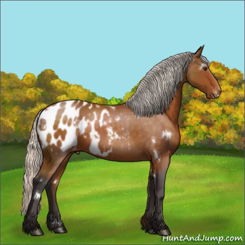 Horse Color:White Spotted Silver Buckskin Sabino Appaloosa Rabicano 