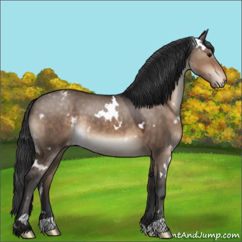 Horse Color:White Spotted Brown Dun Appaloosa 