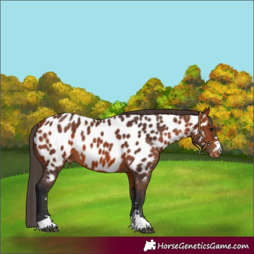 Horse Color:Bay Appaloosa 