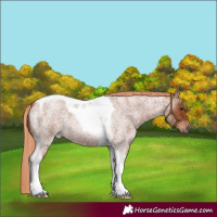 Horse Color:Red Roan Tobiano 