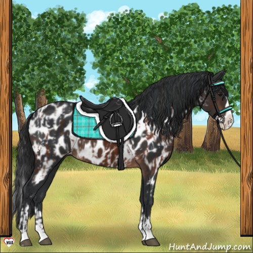 Horse Color:Brown Sabino Splash Appaloosa and Brown Sabino Splash Appaloosa