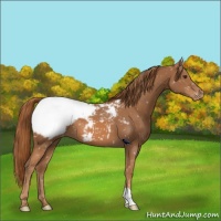 Horse Color:Chestnut Appaloosa
