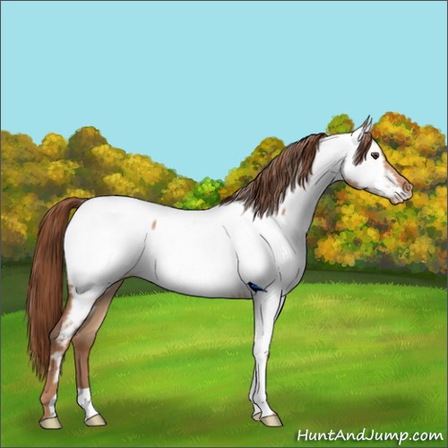 Horse Color:Red Dun Near Fewspot Rabicano